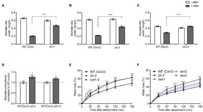 ZEITLUPE Promotes ABA-Induced Stomatal Closure in Arabidopsis and Populus